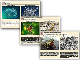 Комплект таблиц раздаточных "Ядовитые животные" - fgospostavki.ru - Югорск