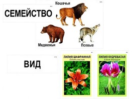 Модель-аппликация "Классификация растений и животных" (ламинированная) - fgospostavki.ru - Югорск