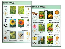 Коллекция "Семена и плоды" - fgospostavki.ru - Югорск