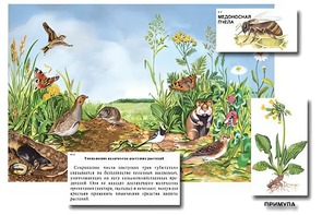 Магнитный плакат-аппликация "Луг: биоразнообразие и взаимосвязи в сообществе" - fgospostavki.ru - Югорск