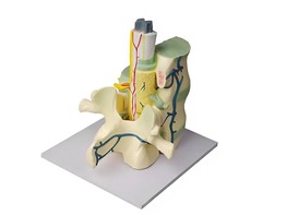 Модель части позвоночника человека - fgospostavki.ru - Югорск