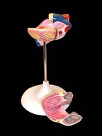 Модель сердца (лабораторная) - fgospostavki.ru - Югорск