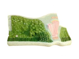 Модель строения листа - fgospostavki.ru - Югорск