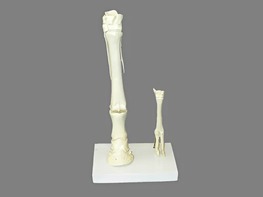 Модель "Скелет конечностей лошади и овцы" (на подставке) - fgospostavki.ru - Югорск