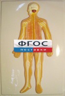 Модель барельефная "Нервная система человека" - fgospostavki.ru - Югорск