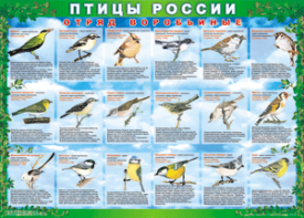 Комплект таблиц "Птицы России (4 листа)" (100х140 сантиметров, винил) - fgospostavki.ru - Югорск