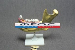 Модель "Челюсть разборная" - fgospostavki.ru - Югорск