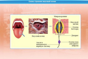 Интерактивные курсы. Биология 10 класс. Базовый. - fgospostavki.ru - Югорск