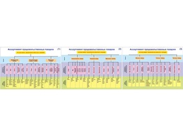 Плакаты ПРОФТЕХ "Ассортимент продовольственных товаров" (3 пл, винил, 70х100) - fgospostavki.ru - Югорск