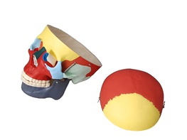 Модель "Череп человека с раскрашенными костями" - fgospostavki.ru - Югорск