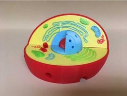 Модель растительной клетки - fgospostavki.ru - Югорск