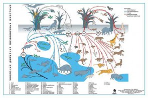 Комплект таблиц "Эволюция движений позвоночных животных" - fgospostavki.ru - Югорск
