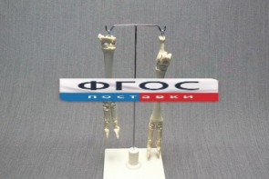 Скелет конечности овцы (передняя и задняя) на подставке - fgospostavki.ru - Югорск