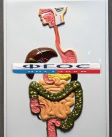 Модель барельефная "Пищеварительный тракт" - fgospostavki.ru - Югорск