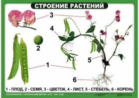 Комплект таблиц "Ознакомление с окружающим миром 1-4 класс" - fgospostavki.ru - Югорск