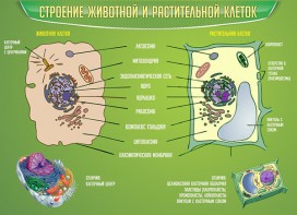 Стенд "Строение животной и растительной клеток" - fgospostavki.ru - Югорск
