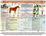 Комплект плакатов "Служебное коневодство" - fgospostavki.ru - Югорск