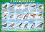 Комплект таблиц "Птицы России (4 листа)" (100х140 сантиметров, винил) - fgospostavki.ru - Югорск