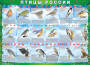 Комплект таблиц "Птицы России (4 листа)" (100х140 сантиметров, винил) - fgospostavki.ru - Югорск