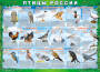 Комплект таблиц "Птицы России (4 листа)" (100х140 сантиметров, винил) - fgospostavki.ru - Югорск